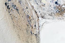 Mold Odor Removal Services in Holdenville, OK